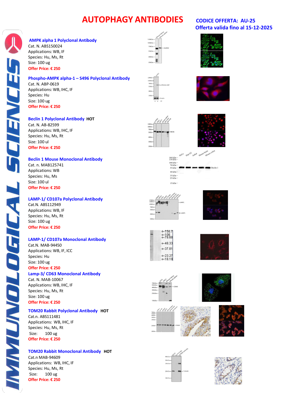 Autophagy Antibodies